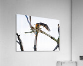 BZ9 4520 Enhanced NR Acrylic Print