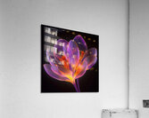 Glowing Flower Acrylic Print