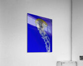 Resting Acrylic Print