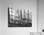 Meandering in the Frances Marion National Forest Acrylic Print