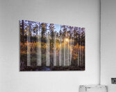 Woodland Marsh Sunset Winter Glow Acrylic Print