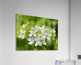 A white garlic mustard flower Acrylic Print