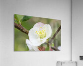 White and Pink Quince With Branch Acrylic Print