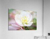 White quince bush flower macro III Acrylic Print