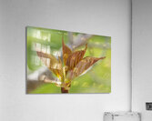 Crape Myrtle Leaves Macro Acrylic Print
