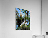 THE EGRET FAMILY Acrylic Print
