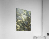 School Acrylic Print