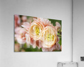 Peach Quince Blossoms Acrylic Print