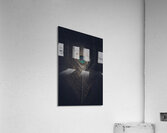 ostrich feather on dark stone  Acrylic Print