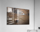 grazing sheep in the village si saksun in the faroe islands Acrylic Print