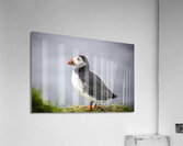 Atlantic puffins on the Faroe Islands. Acrylic Print