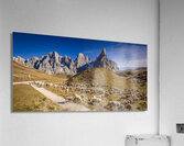 sheep in passo rolle Acrylic Print
