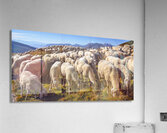 sheep in passo rolle Acrylic Print