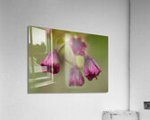 Crape Myrtle Magenta Flower  Acrylic Print