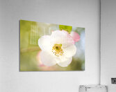 White Pink Quince Floral Macro V Acrylic Print