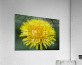 Dandelion Wildflower Macro Acrylic Print