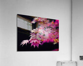 Acer Leaves Acrylic Print