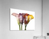 Calla Lilies Acrylic Print