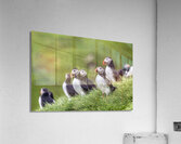 Fratercula arctica in mykinesfaroe  Acrylic Print