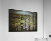 waterfall in faroe isllands  Acrylic Print