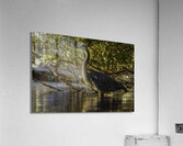 Sunny Heron Acrylic Print
