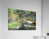 route of sciury Acrylic Print