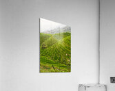 china rice field Acrylic Print