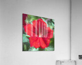 Pretty Proud Red Petunias X Acrylic Print