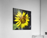 Sunflower Helianthus X123 Acrylic Print