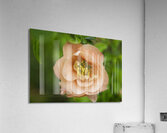  Peach Quince with  Leaves Flower Macro  Acrylic Print