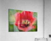 Red Tulip Macro Abstract Acrylic Print