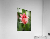 Pink Tulip Macro II Acrylic Print