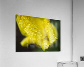 YellowTulip with Raindrop Macro  Acrylic Print
