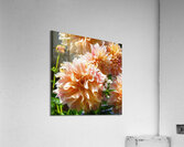 Peach Dahlia Acrylic Print