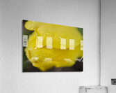 Yellow Tulip with Raindrops II Abstract  Acrylic Print