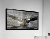 Osprey Faceon darker Acrylic Print