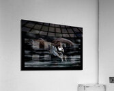 Osprey Eyes 20x30 jpeg Acrylic Print