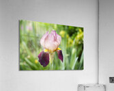 Purple Iris Flower Landscape  Acrylic Print
