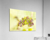 Pink Blueberry Buds with Green Pastel Acrylic Print