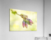 Pink Blueberry Buds with Green Pastel  III Acrylic Print