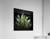 GREEN AGAVE Acrylic Print