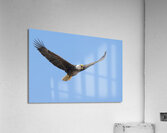 Soaring Acrylic Print