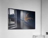 Araignee 6 Acrylic Print