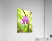 Asian Bleeding Heart Flower Vertical Acrylic Print