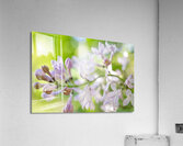 Lavender Lilac Flowering Macro Acrylic Print