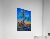 Joshua Tree Acrylic Print