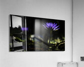  Y014438 Acrylic Print