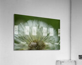 Dandelion Puffball Fan Acrylic Print