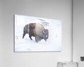 Snowy Buffalo II Acrylic Print