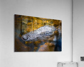 Alegator Portrait Acrylic Print